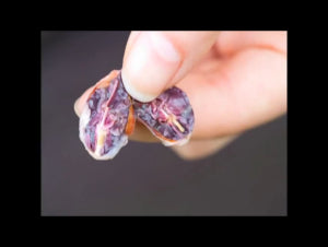 Why You Need CBD Chocolate!