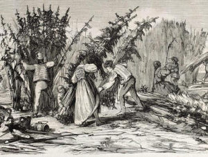 history-of-hemp-farming-image
