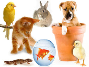 CBD for Pets
