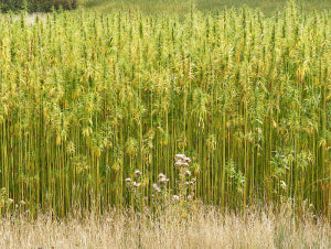 Hemp for Earth Day and Every Day